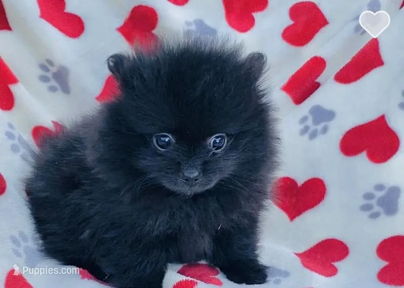 Autumn, a female Pomeranian for sale in Ocala, FL – Photo 1 of 7