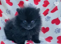 Autumn, a female Pomeranian for sale in Ocala, FL – Photo 1 of 7