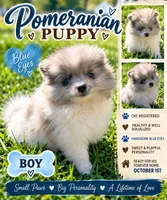 Blue Eyes, a male Pomeranian for sale in Ocala, FL – 3 of 9