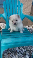 Bindi, a female Pomeranian for sale in Ocala, FL – 1 of 1