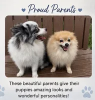 Amethyst Boy, a male Pomeranian for sale in Ocala, FL – 3 of 3