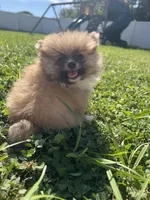 Biscuit, a male Pomeranian for sale in Ocala, FL – 4 of 4
