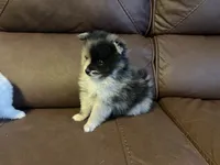 Amethyst Boy, a male Pomeranian for sale in Ocala, FL – 3 of 5