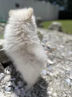 Autumn’s Pup, a male Pomeranian for sale in Ocala, FL – Photo 5 of 10