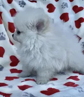 Autumn’s Pup, a male Pomeranian for sale in Ocala, FL – Photo 3 of 10