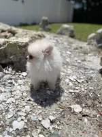 Autumn’s Pup, a male Pomeranian for sale in Ocala, FL – Photo 10 of 10