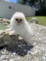 Autumn’s Pup, a male Pomeranian for sale in Ocala, FL – Photo 8 of 10