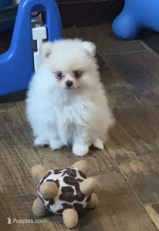 Autumn’s Pup, a male Pomeranian for sale in Ocala, FL – Photo 1 of 10