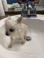 Autumn’s Pup, a male Pomeranian for sale in Ocala, FL – Photo 4 of 10