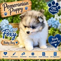 Blue Eyes, a male Pomeranian for sale in Ocala, FL – 7 of 9