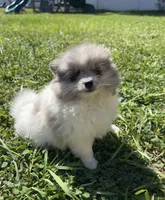 Blue Eyes, a male Pomeranian for sale in Ocala, FL – 2 of 9