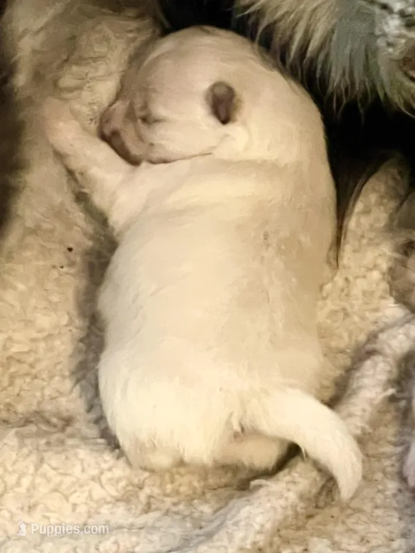 Bindi, a female Pomeranian for sale in Ocala, FL – Photo 1 of 1