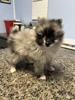 Amethyst Boy, a male Pomeranian for sale in Ocala, FL – Photo 3 of 4