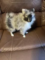 Amethyst Boy, a male Pomeranian for sale in Ocala, FL – Photo 4 of 4