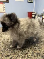 Amethyst Boy, a male Pomeranian for sale in Ocala, FL – Photo 1 of 4