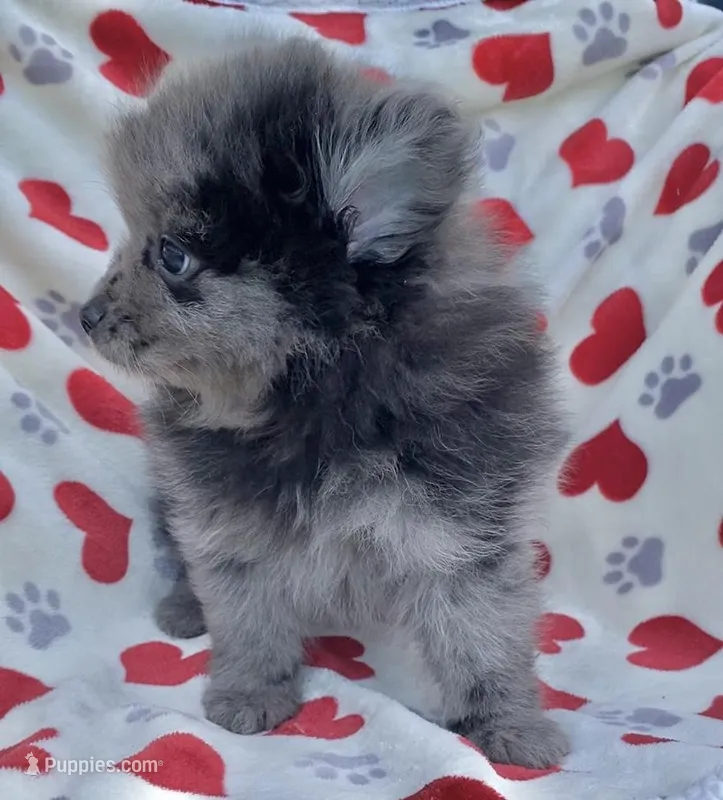 Blue Merle, a male Pomeranian for sale in Ocala, FL – Photo 1 of 3