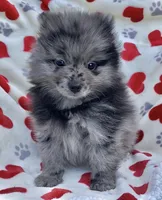 Blue Merle, a male Pomeranian for sale in Ocala, FL – Photo 3 of 3