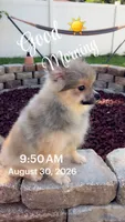 Joey, a male Pomeranian for sale in Ocala, FL – 3 of 4