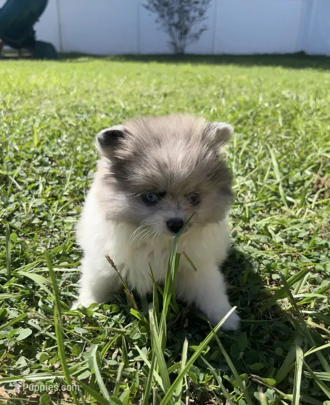 Blue Eyes – Pomeranian puppy for sale in Ocala, FL