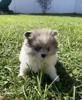 Blue Eyes, a male Pomeranian for sale in Ocala, FL – 1 of 9