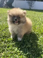 Biscuit, a male Pomeranian for sale in Ocala, FL – 3 of 4