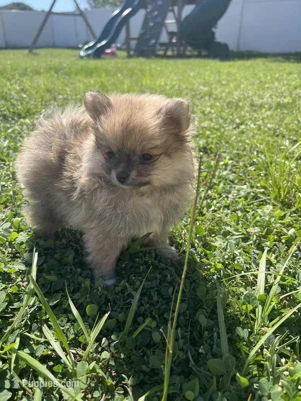 Teddy  – Pomeranian puppy for sale in Ocala, FL