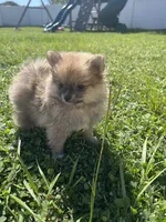 Teddy , a male Pomeranian for sale in Ocala, FL – 1 of 2