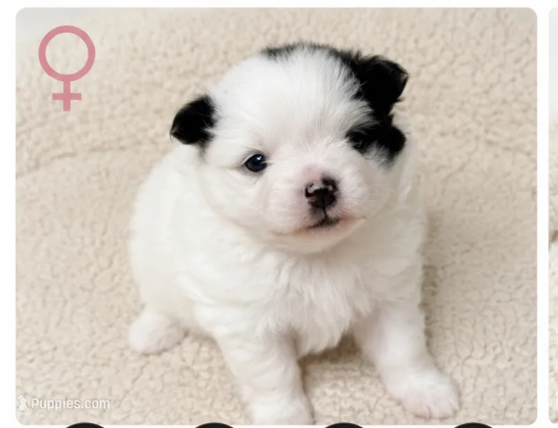 Foxy girl – Pomeranian puppy for sale in Ocala, FL