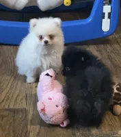 Spring’s Pups, a male Pomeranian for sale in Ocala, FL – Photo 6 of 10