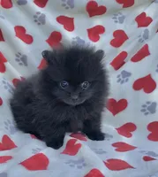 Spring’s Pups, a male Pomeranian for sale in Ocala, FL – Photo 7 of 10