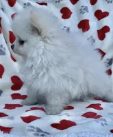 Spring’s Pups, a male Pomeranian for sale in Ocala, FL – Photo 2 of 10