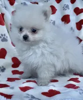 Spring’s Pups, a male Pomeranian for sale in Ocala, FL – Photo 1 of 10