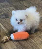 Spring’s Pups, a male Pomeranian for sale in Ocala, FL – Photo 4 of 10