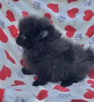 Spring’s Pups, a male Pomeranian for sale in Ocala, FL – Photo 8 of 10