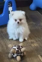 Spring’s Pups, a male Pomeranian for sale in Ocala, FL – Photo 5 of 10