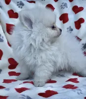 Spring’s Pups, a male Pomeranian for sale in Ocala, FL – Photo 3 of 10