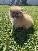 Biscuit, a male Pomeranian for sale in Ocala, FL – 2 of 4