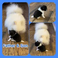 Spring’s Pup, a male Pomeranian for sale in Ocala, FL – Photo 10 of 10