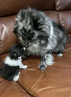Spring’s Pup, a male Pomeranian for sale in Ocala, FL – Photo 8 of 10
