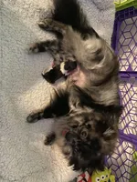 Spring’s Pup, a male Pomeranian for sale in Ocala, FL – Photo 6 of 10