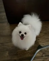 Spring’s Pup, a male Pomeranian for sale in Ocala, FL – Photo 7 of 10