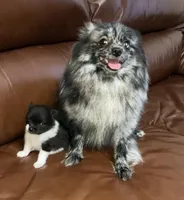 Spring’s Pup, a male Pomeranian for sale in Ocala, FL – Photo 9 of 10