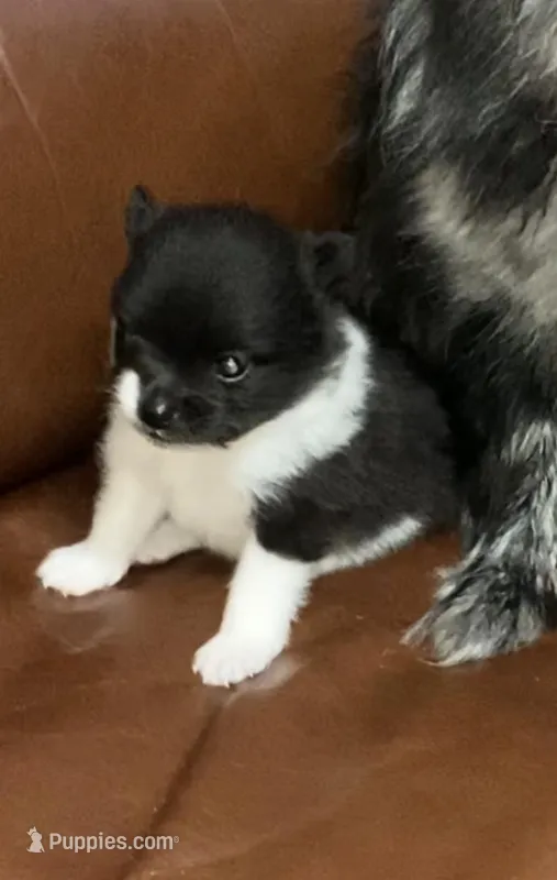 Spring’s Pup, a male Pomeranian for sale in Ocala, FL – Photo 1 of 10