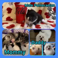 Spring’s Pup, a male Pomeranian for sale in Ocala, FL – Photo 5 of 10