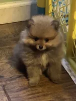 Squirrels Jr, a male Pomeranian for sale in Ocala, FL – 1 of 1