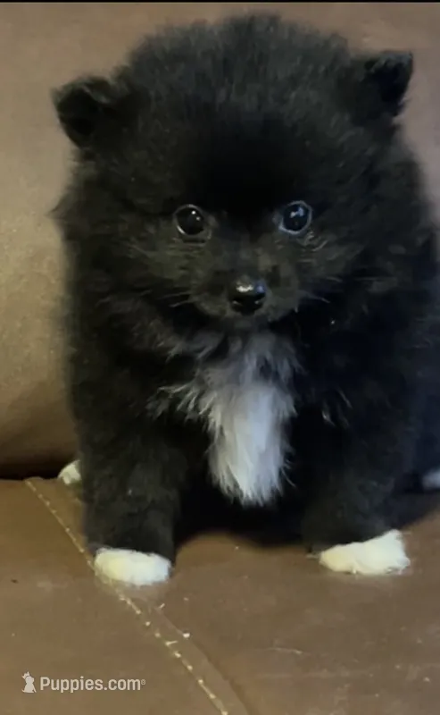Abyss – Pomeranian puppy for sale in Ocala, FL