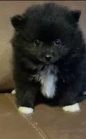 Abyss, a female Pomeranian for sale in Ocala, FL – 1 of 1