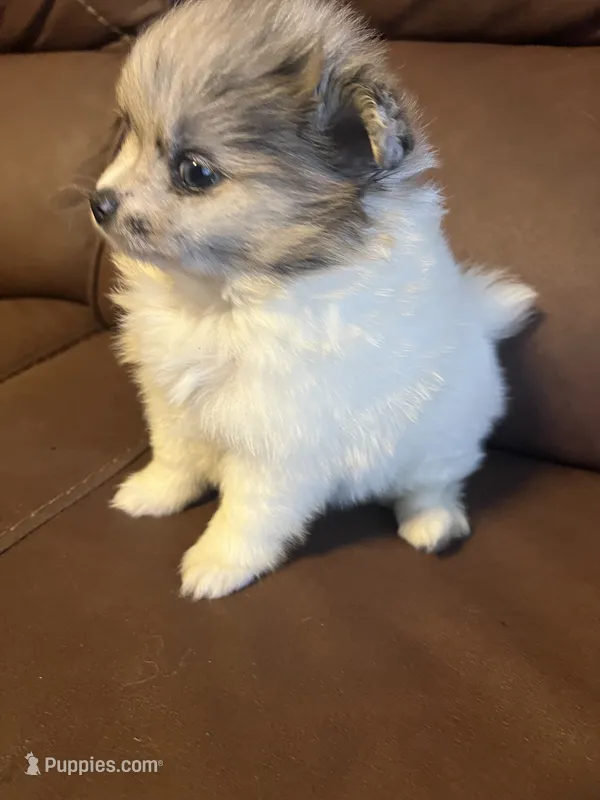 Foxy boy  – Pomeranian puppy for sale in Ocala, FL