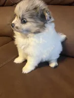 Blue Eyes, a male Pomeranian for sale in Ocala, FL – 4 of 9