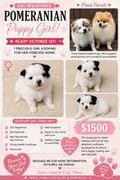 Foxy girl, a female Pomeranian for sale in Ocala, FL – 3 of 4